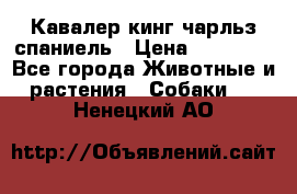 Кавалер кинг чарльз спаниель › Цена ­ 50 000 - Все города Животные и растения » Собаки   . Ненецкий АО